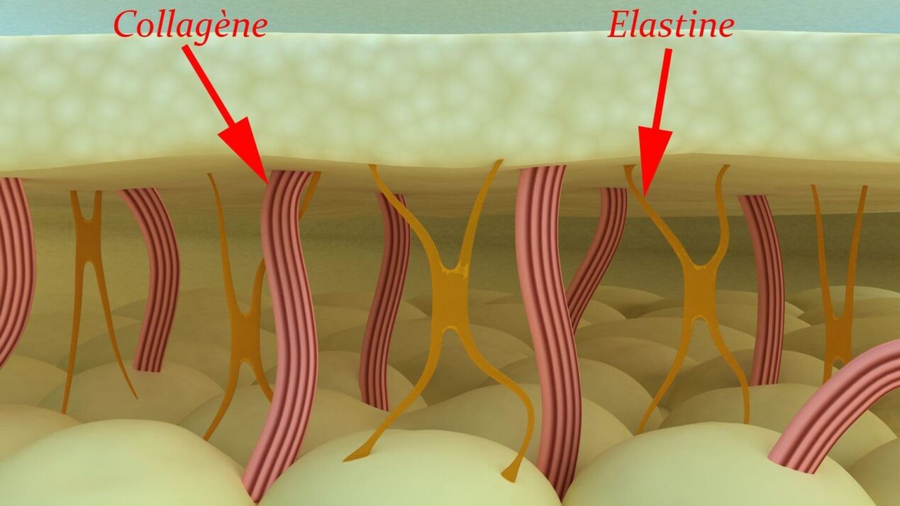 Kollagen och elastin - hudens strukturella proteiner